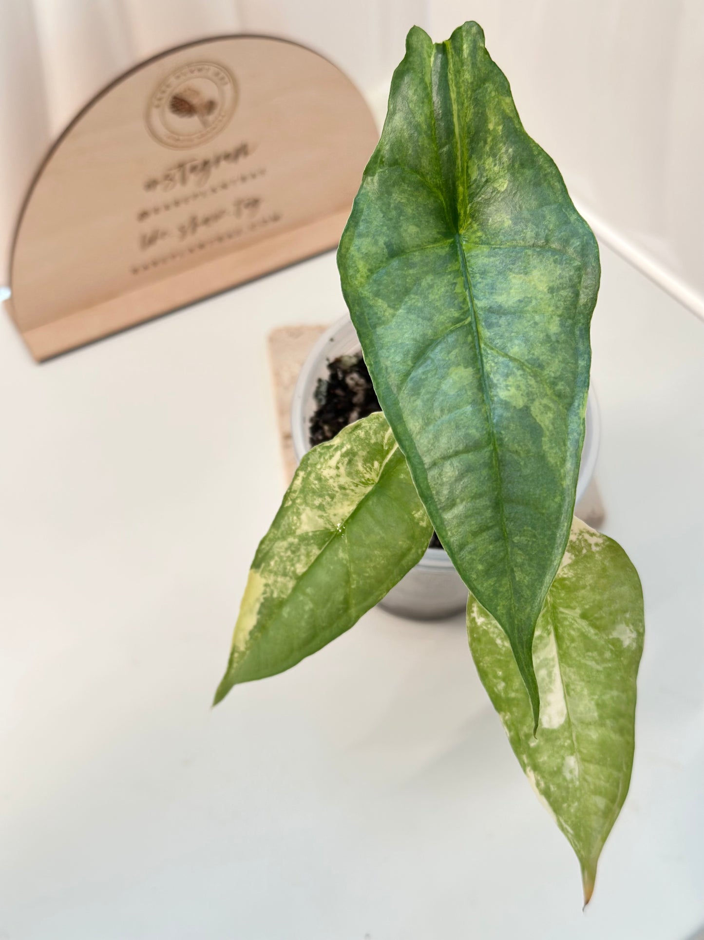 Alocasia Dragon's Breath Variegated - aurea