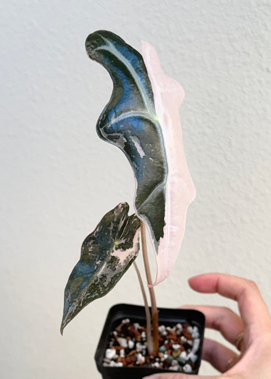 Alocasia Sanderiana "Nobilis K" Variegated - pink