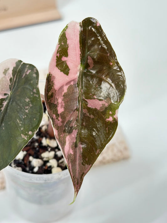 Alocasia Chantrieri Variegated - pink (high var)