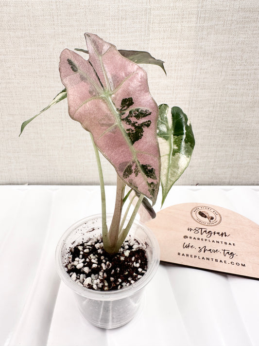 Alocasia Polly variegated - Pink