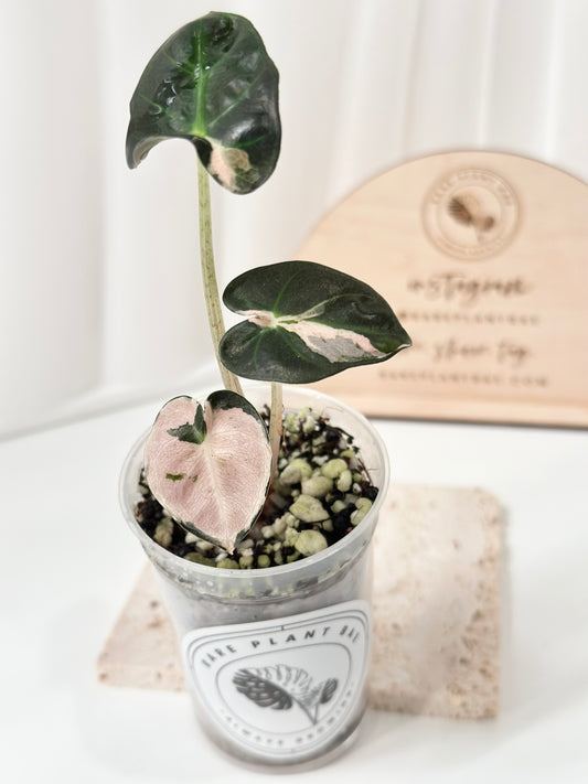 Alocasia Heart Balloon Variegated - Pink
