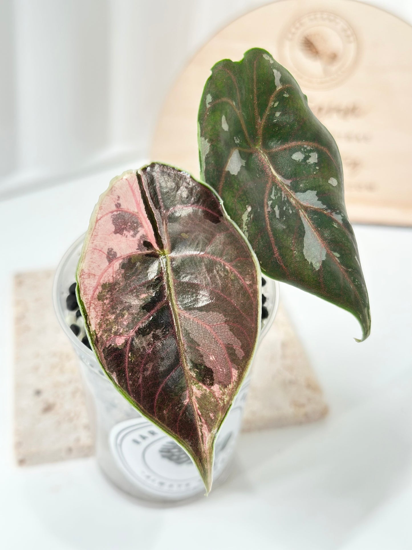 Alocasia Azlanii variegated - albo/pink