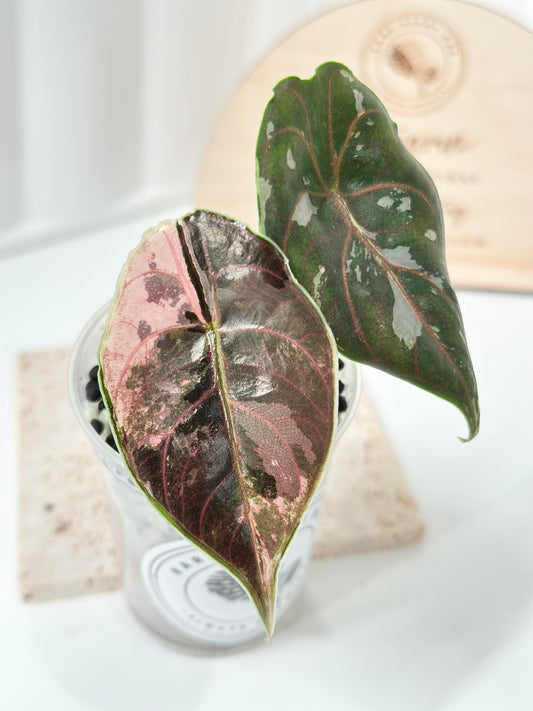 Alocasia Azlanii variegated - albo/pink