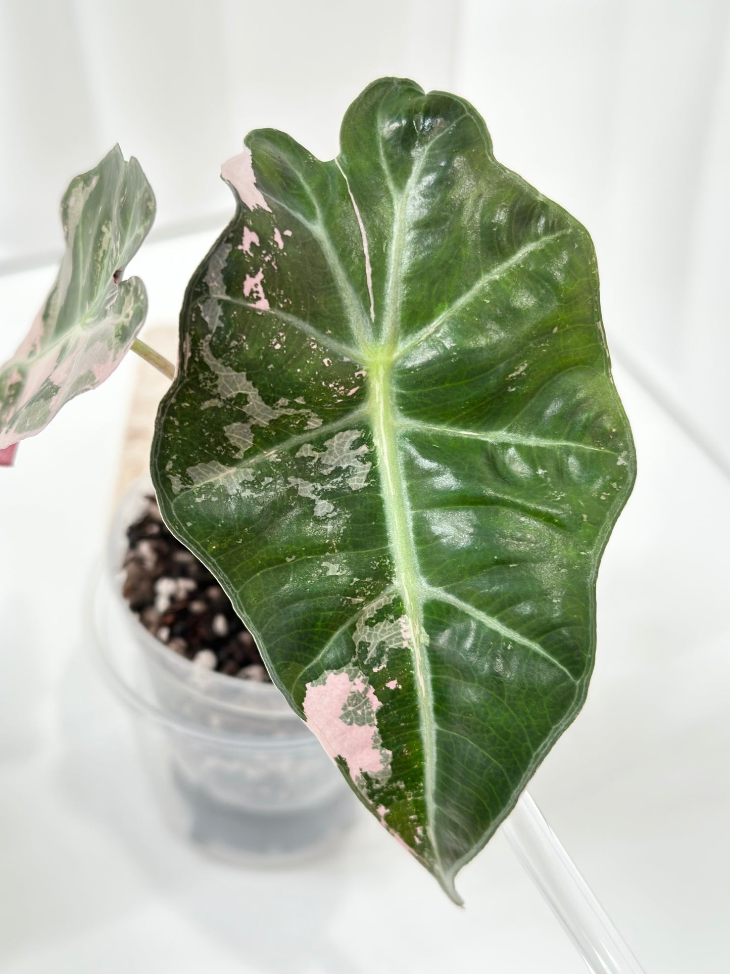 Alocasia Polly variegated - Pink (P4)
