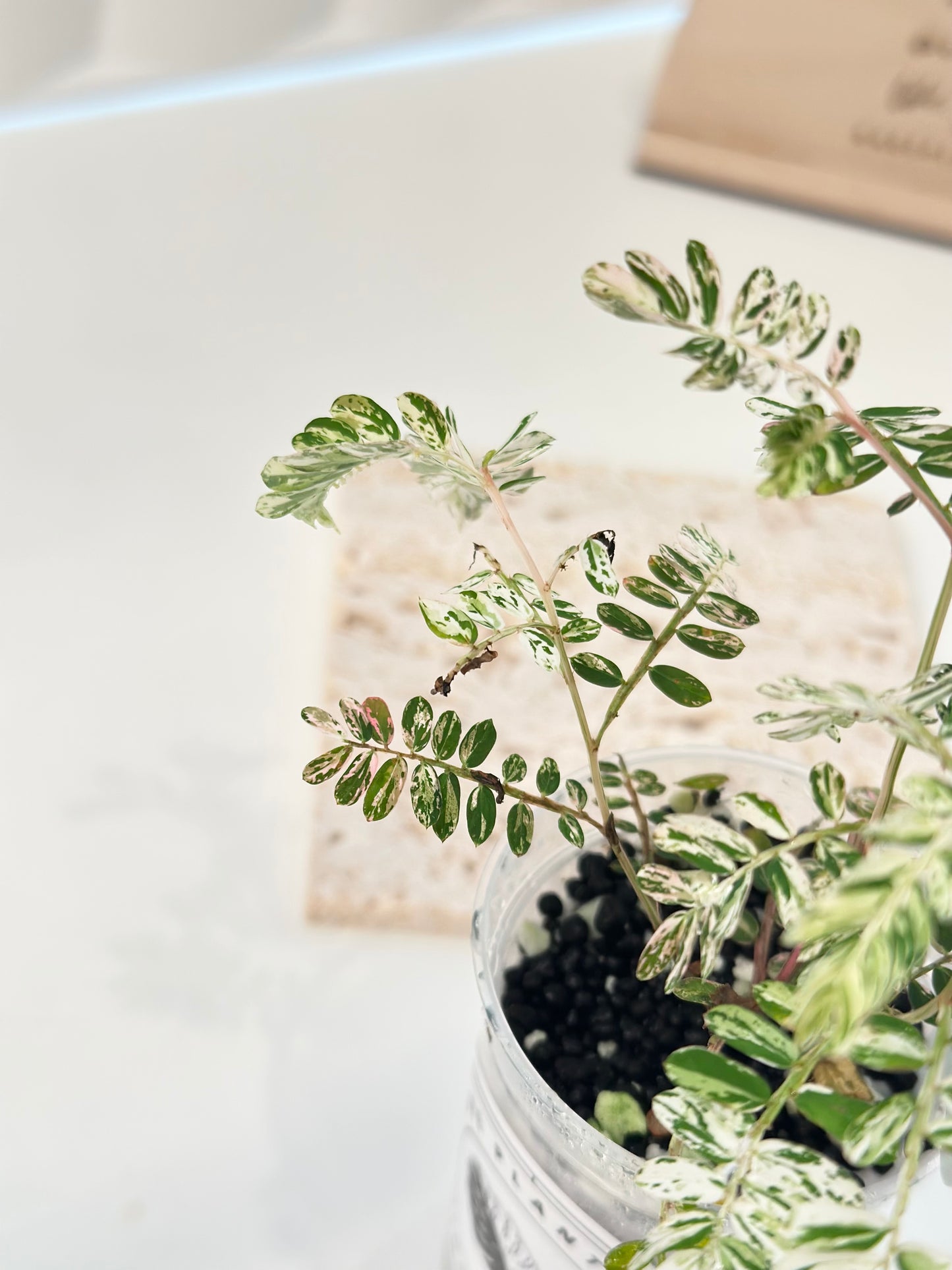 Phyllanthus Urinaria variegated - pink (A16)