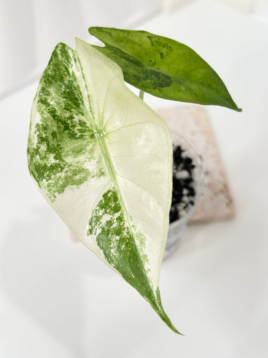 Alocasia Nairobi Night variegated - albo