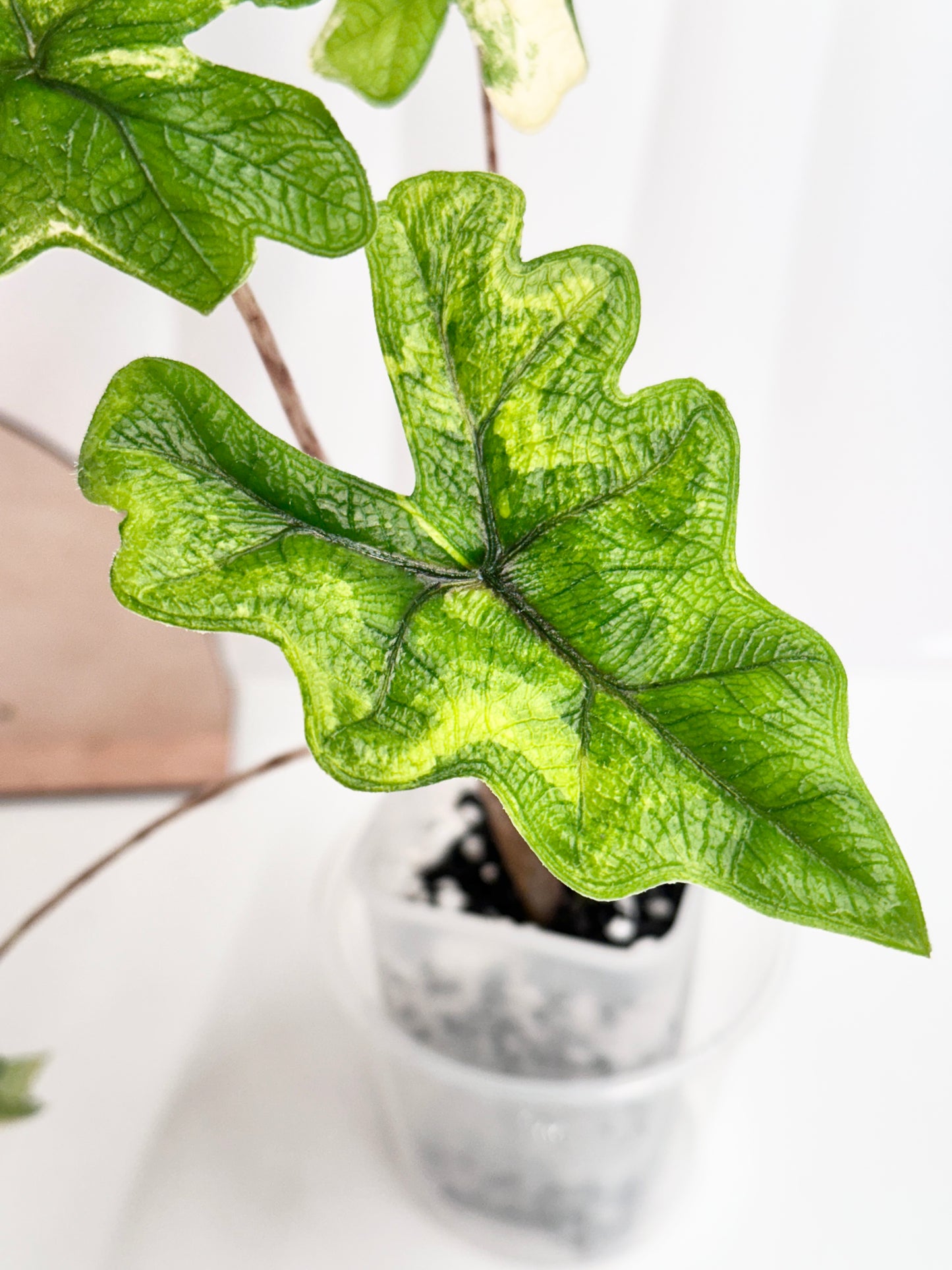 Alocasia Tandurusa variegated aurea (previously Jacklyn) *high color*