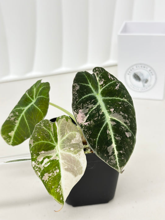 Alocasia Black Velvet Variegated - pink/albo