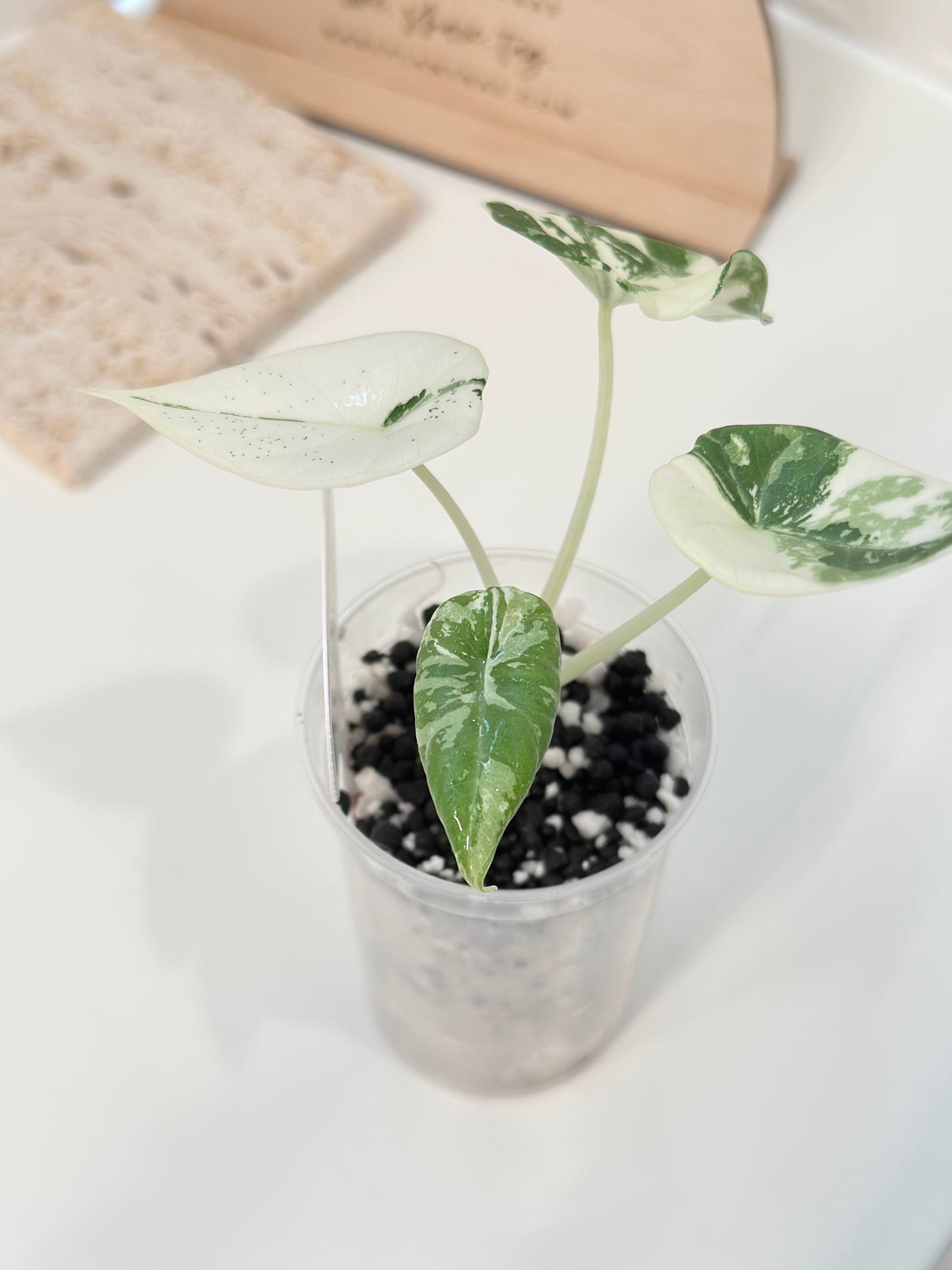 Alocasia Maharani variegated - albo