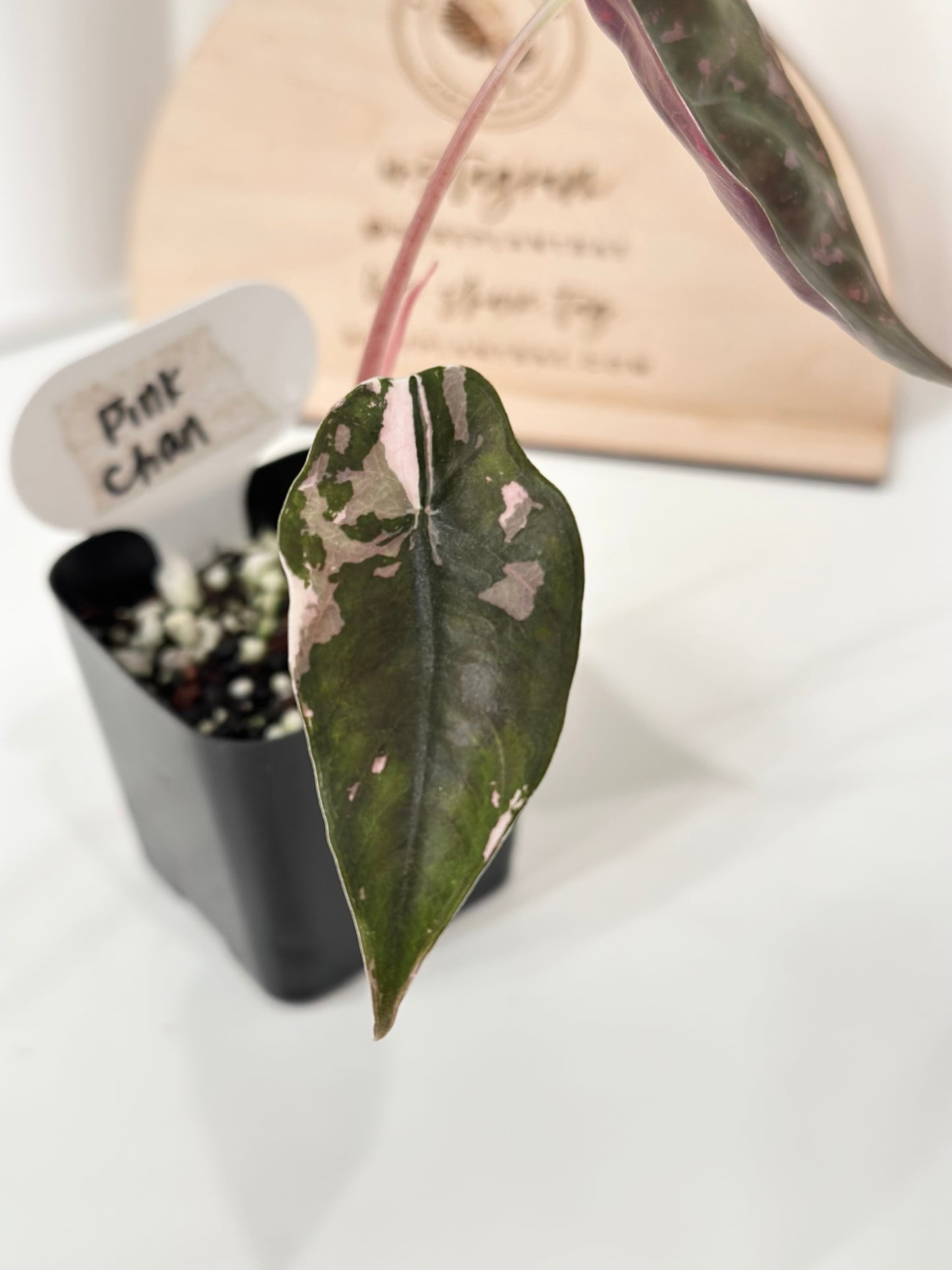 Alocasia Chantrieri Variegated - pink