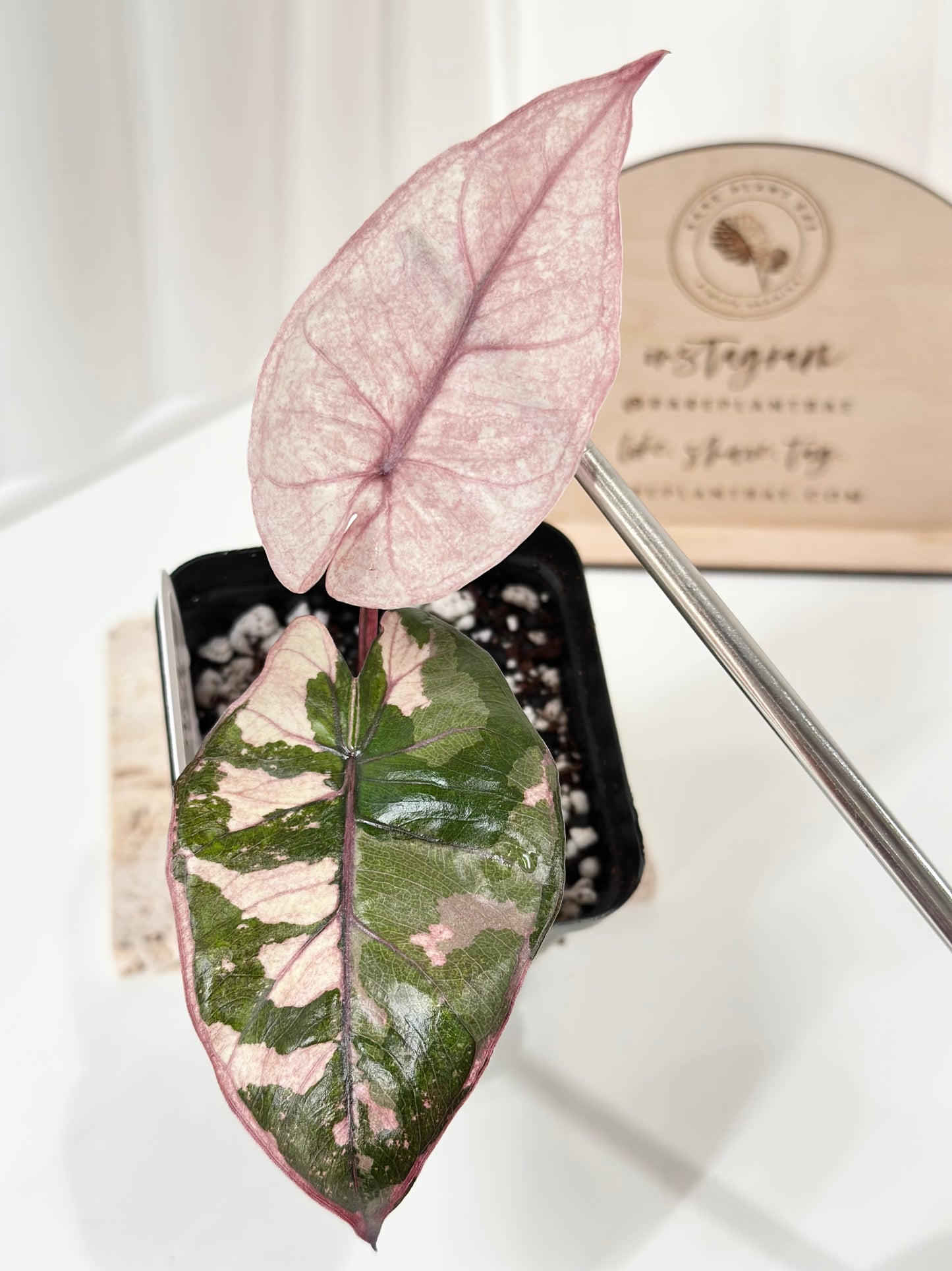 Alocasia Plumbea variegated - pink