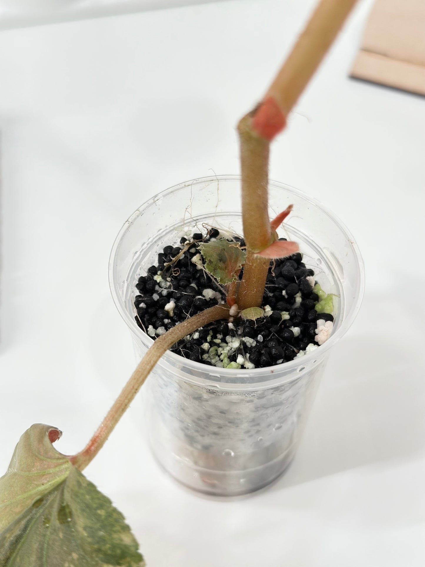 Begonia Cucullata variegated - aurea