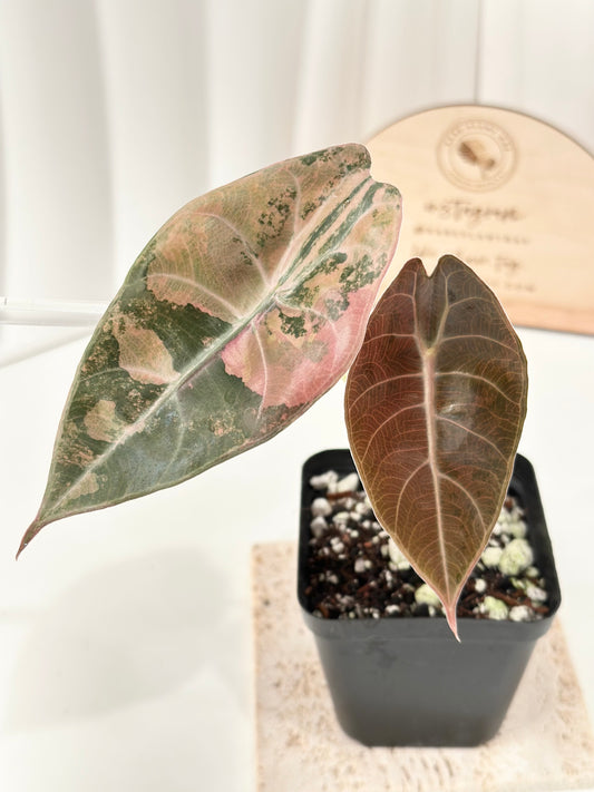 Alocasia Sedenii variegated - aurea
