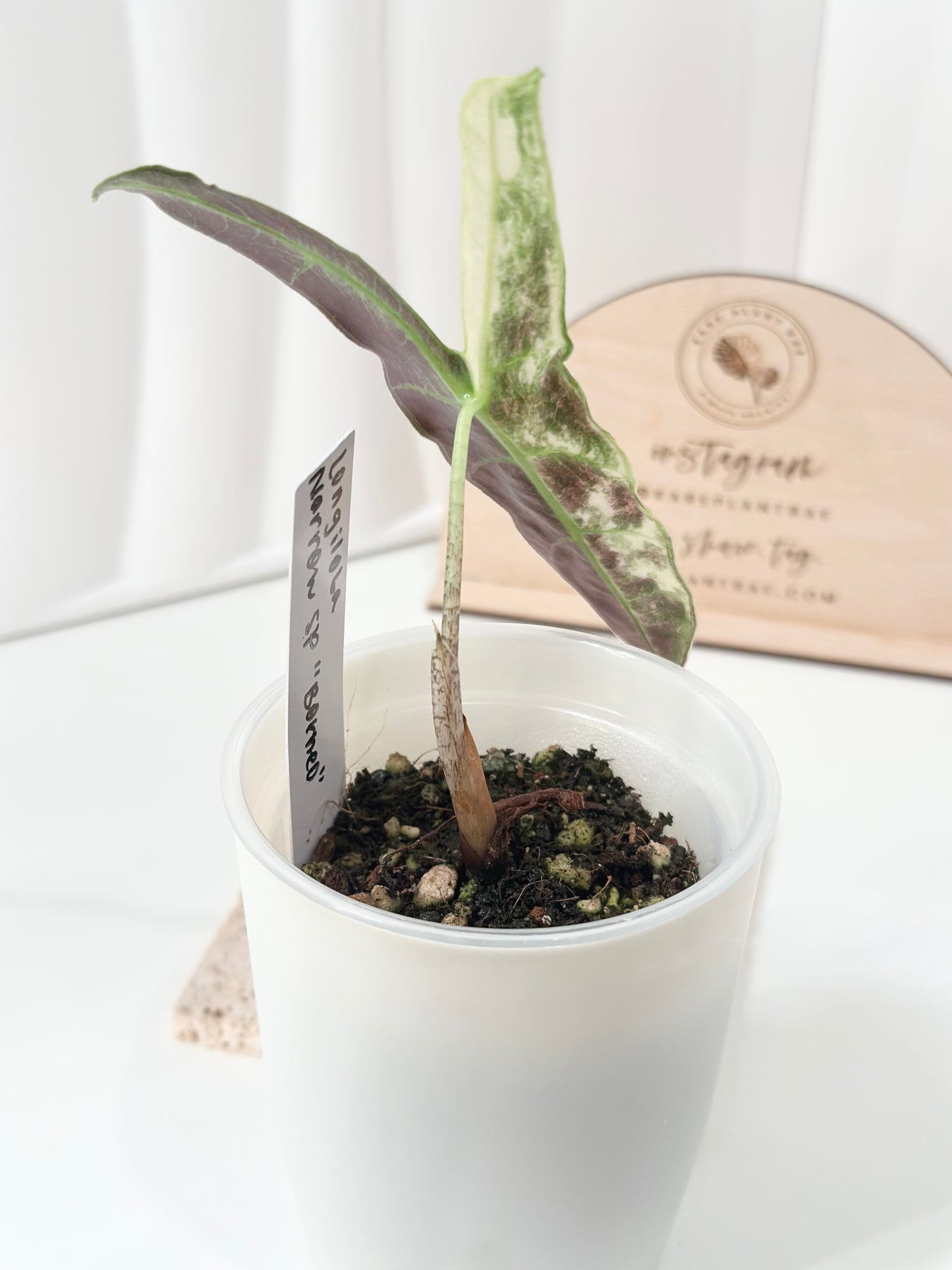 🦄 Alocasia Longiloba Narrow SP "Borneo" Variegated *offshoot*