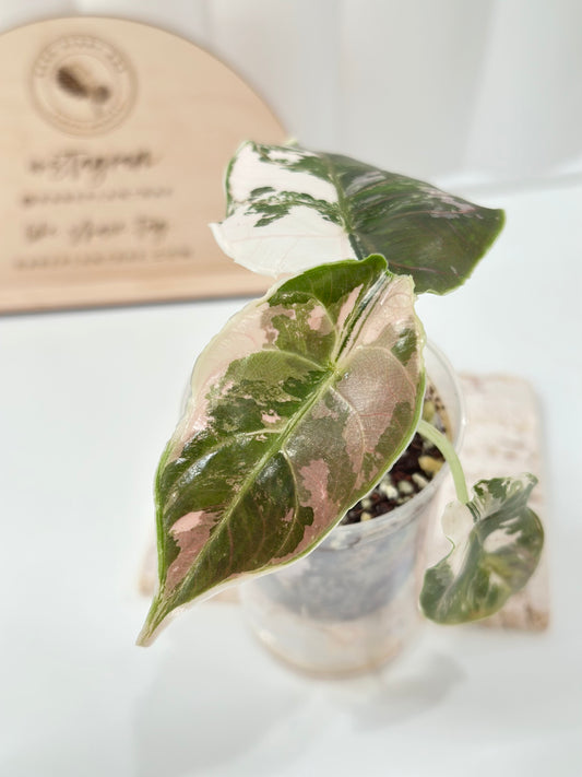 Alocasia Azlanii variegated - albo/pink