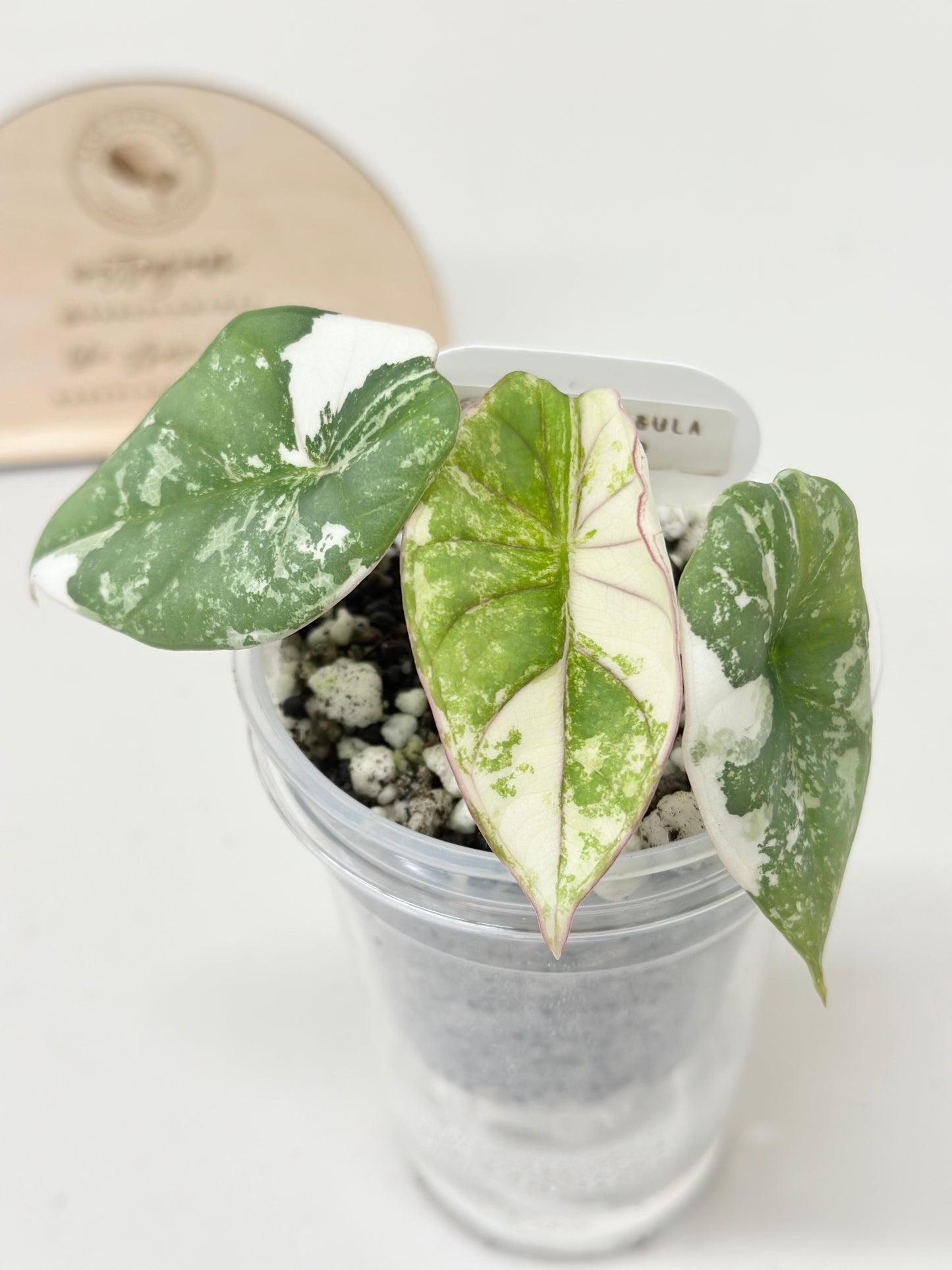 Alocasia Nebula Variegated - albo