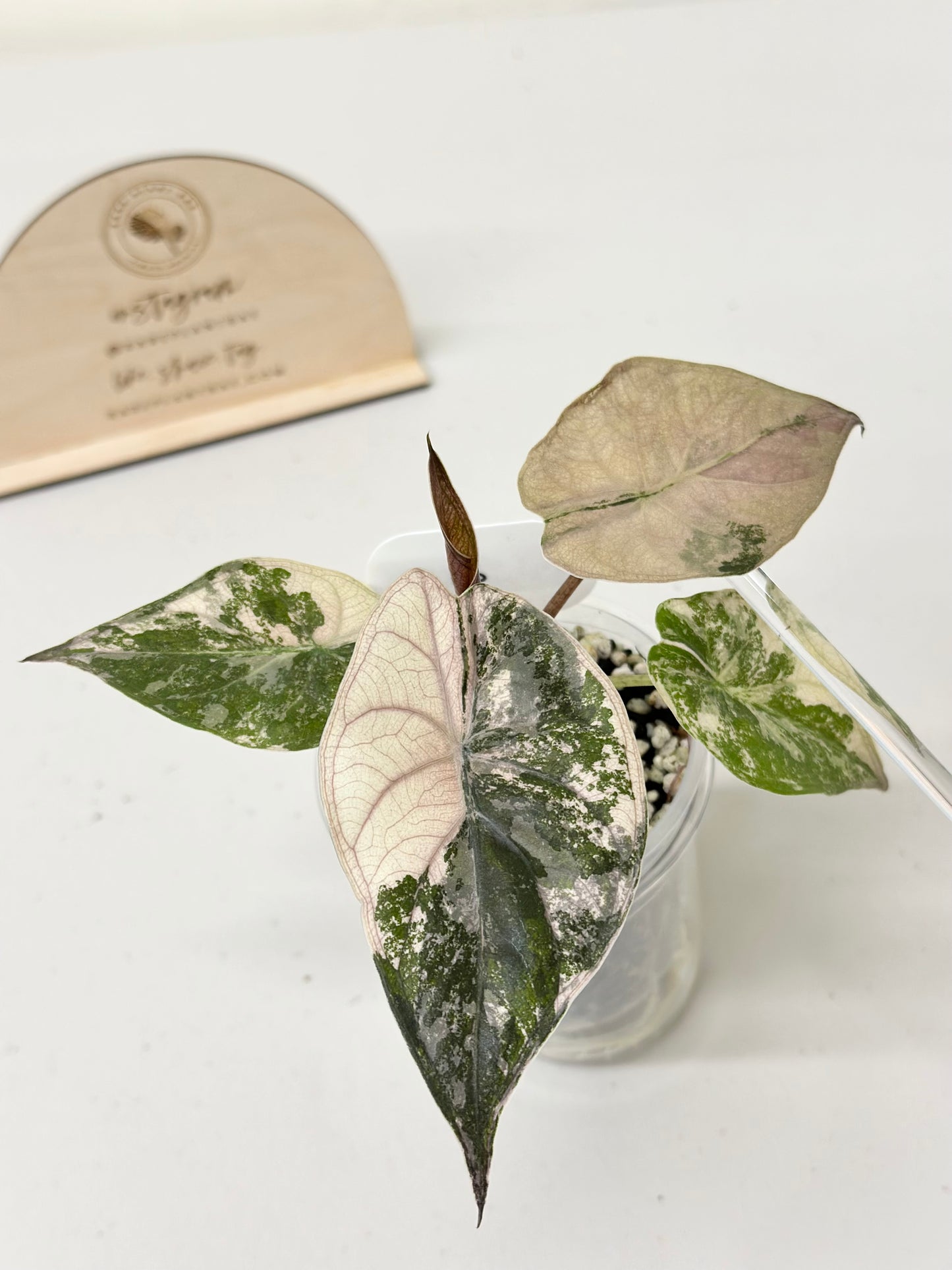 Alocasia Wentii variegated - pink/ albo (A3)