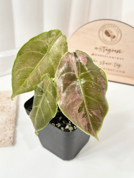 Alocasia Azlanii variegated - albo/pink