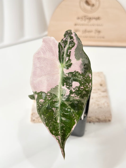 Alocasia Polly variegated - Pink