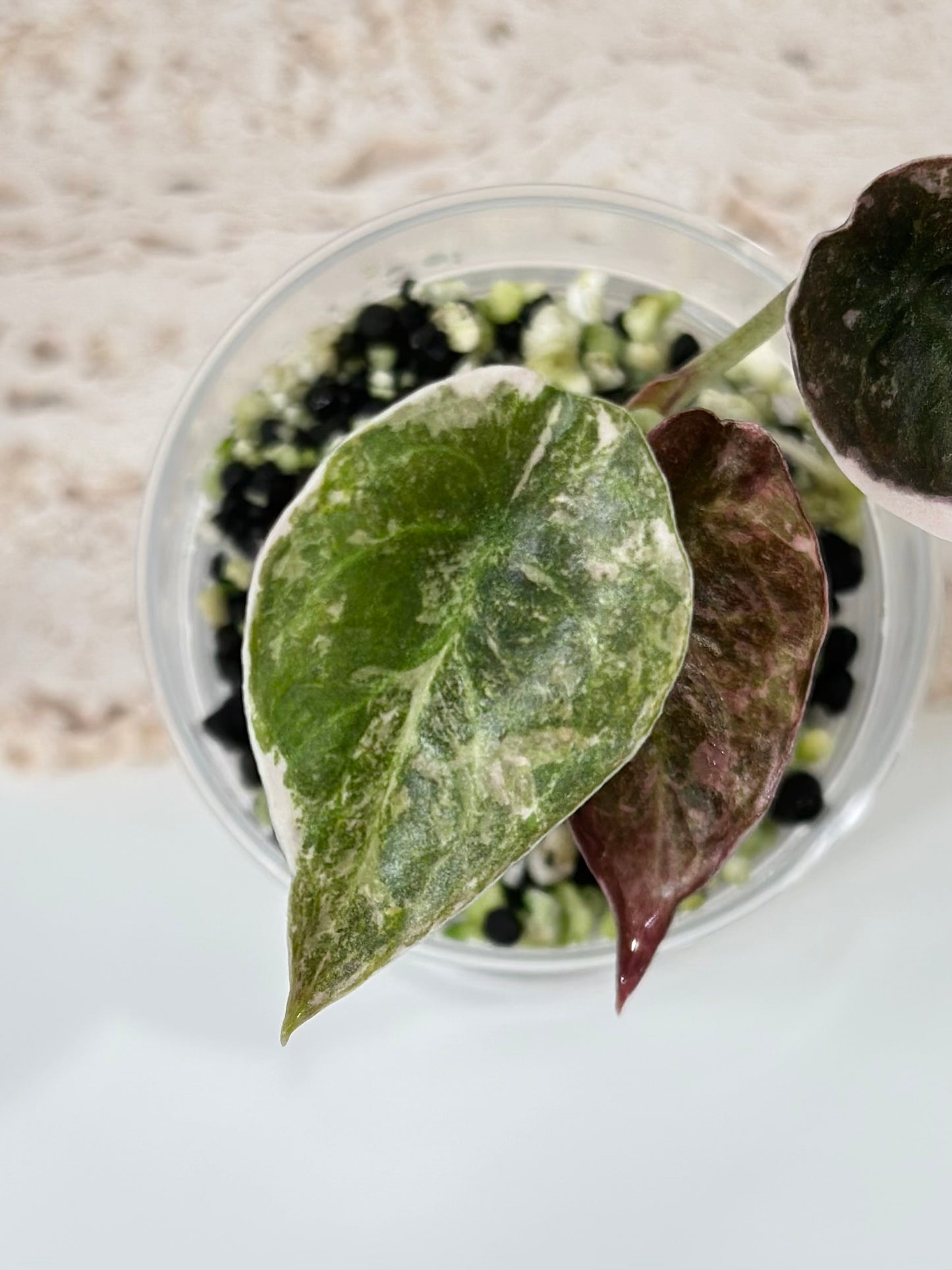 Alocasia Cuprea Variegated - pink marble