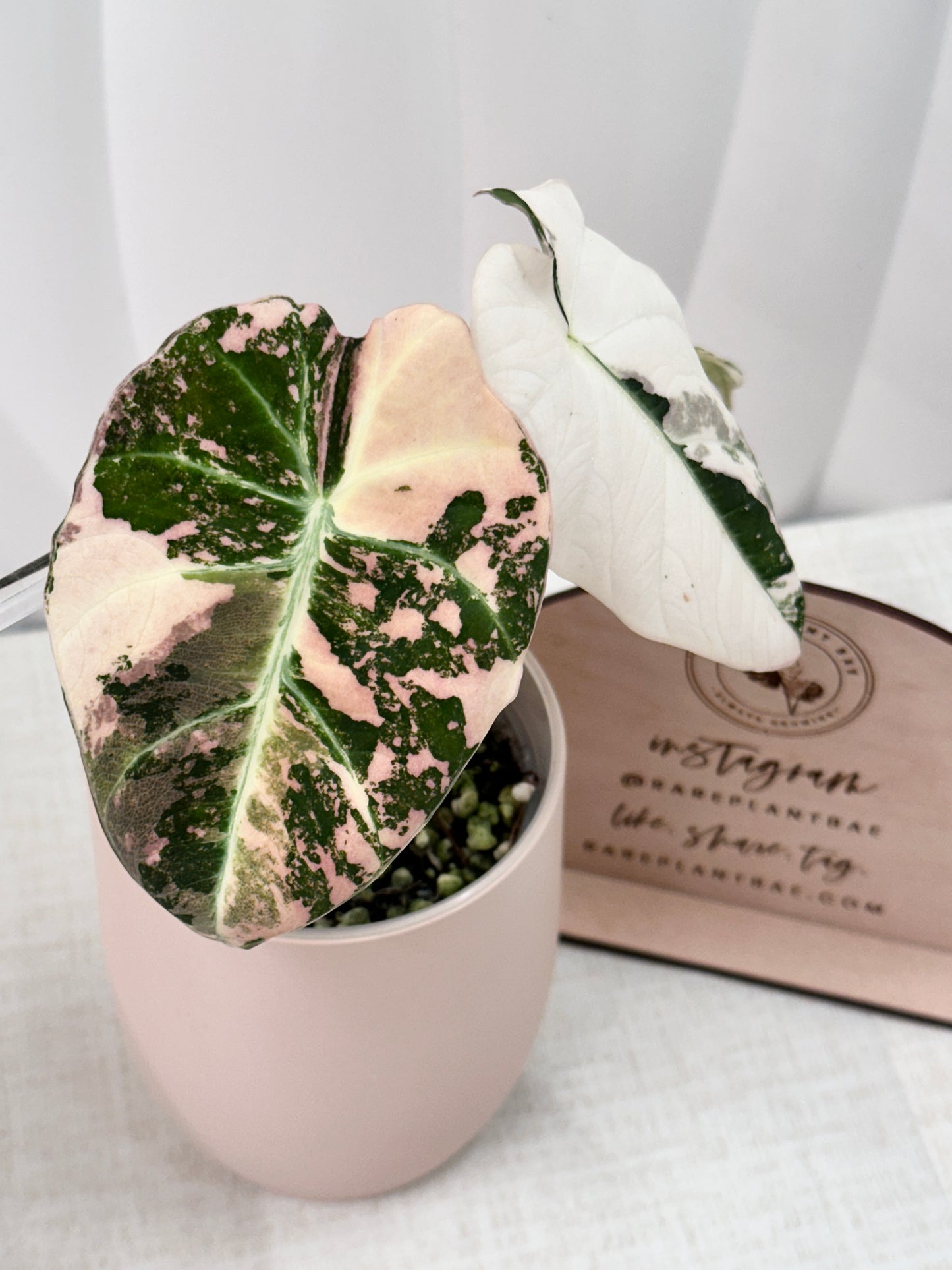 Alocasia Black Velvet Variegated - pink/albo