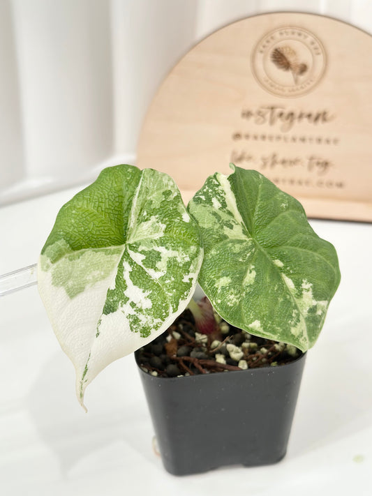 Alocasia Melo variegated - albo