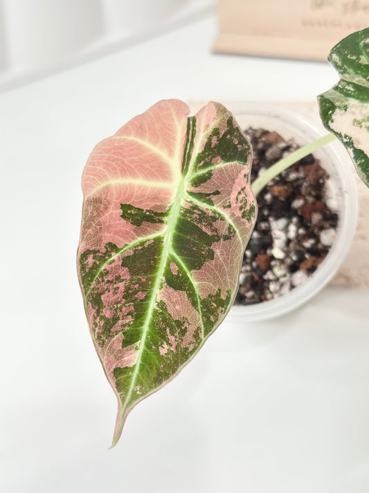 Alocasia Black Velvet Variegated - pink/albo