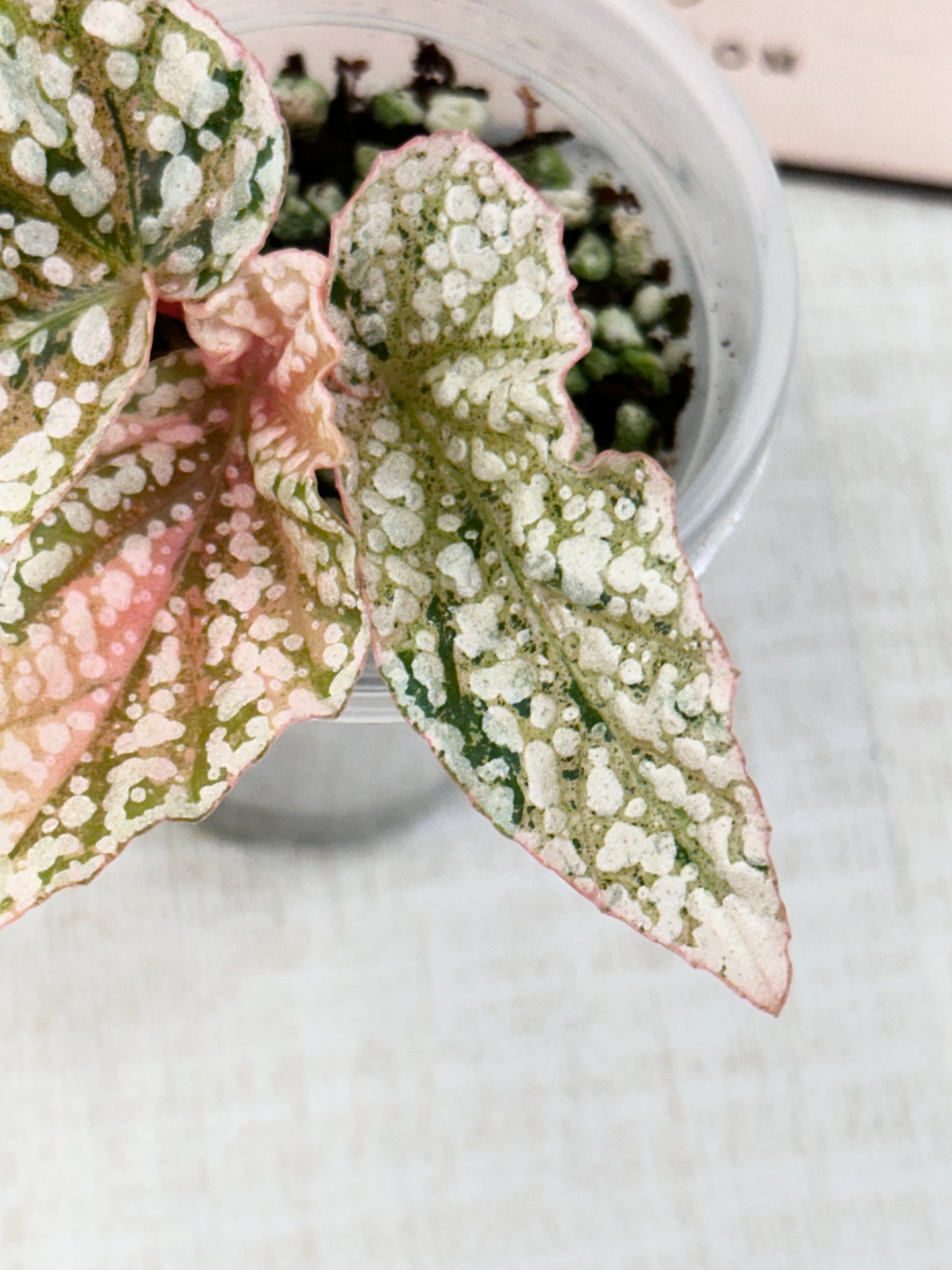 Begonia "Snow Capped" variegated