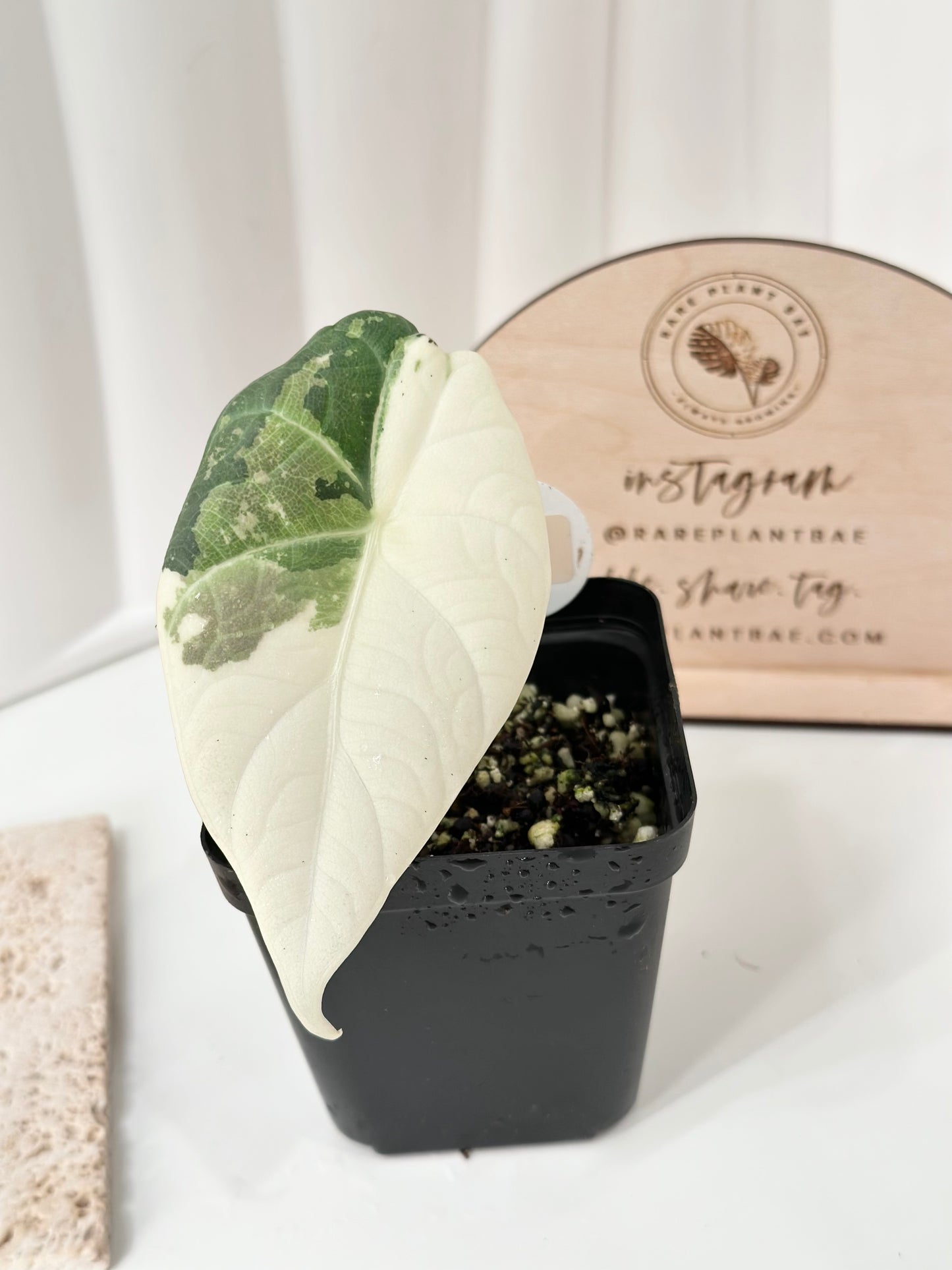 Alocasia Maharani variegated - albo