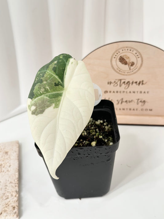 Alocasia Maharani variegated - albo