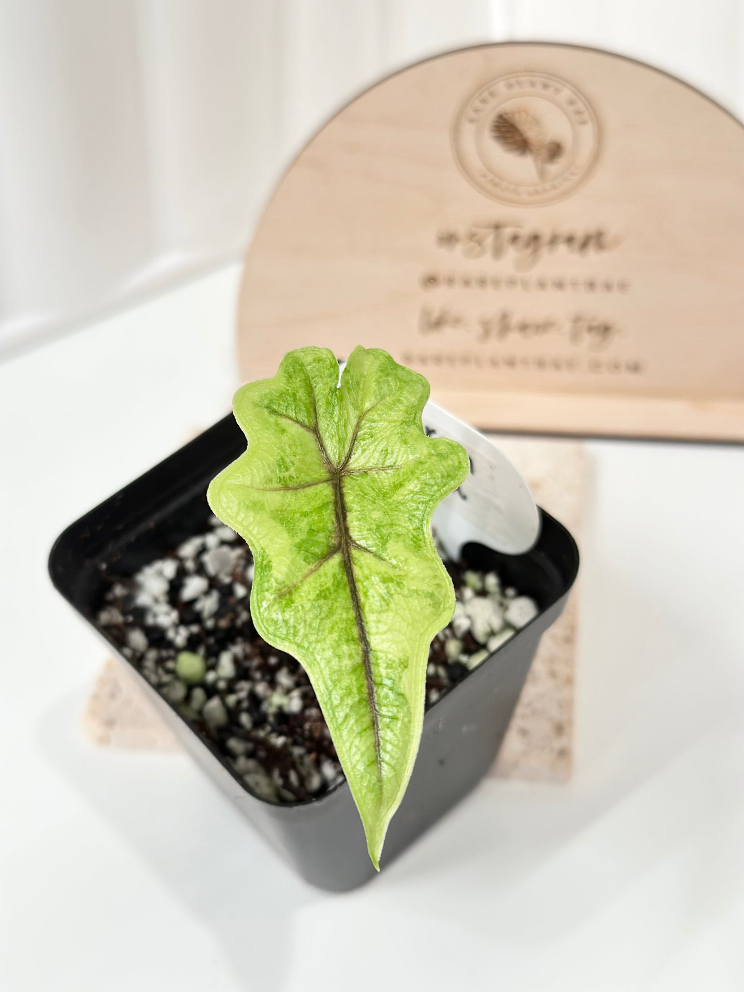 Alocasia Tandurusa variegated aurea (previously Jacklyn)