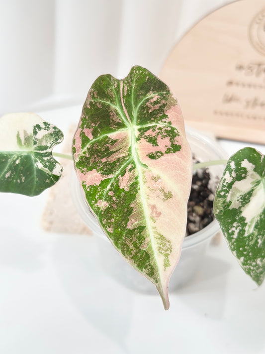 Alocasia Black Velvet Variegated - pink/albo
