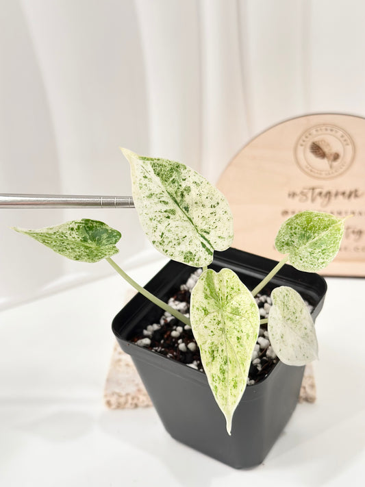 Alocasia Dragon Scale Variegated - mint