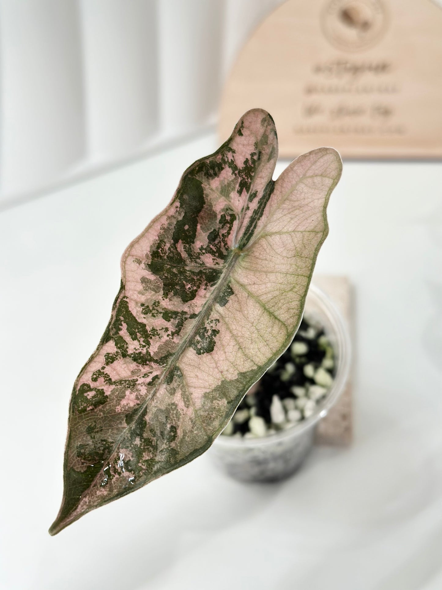 Alocasia Pseudo Sanderiana variegated - pink