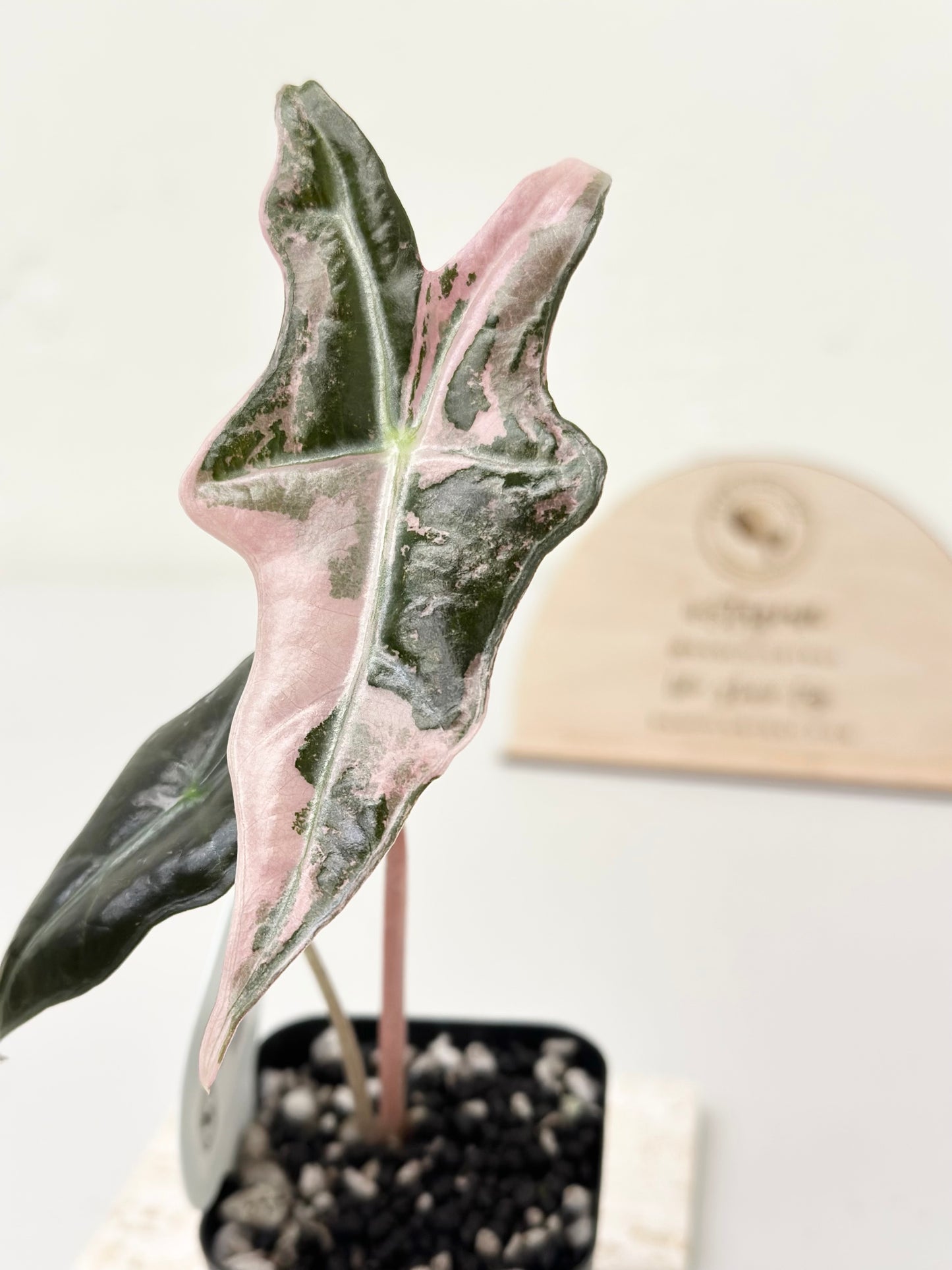 Alocasia Sanderiana "Nobilis K" Variegated - pink