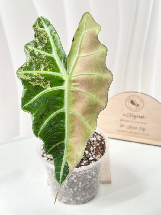 Alocasia Polly variegated - Pink