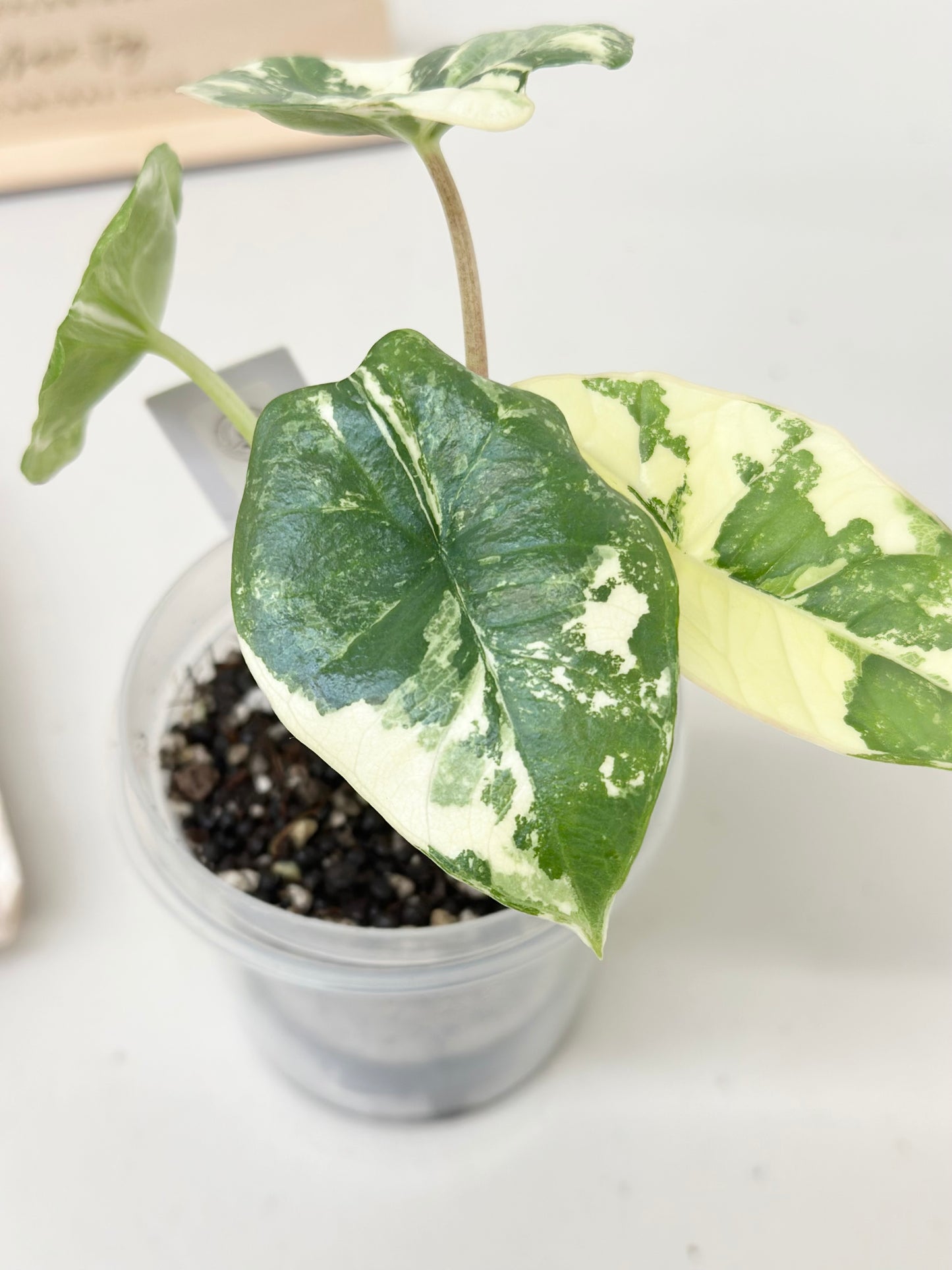 Alocasia Bisma "Platinum" variegated - albo (A2)
