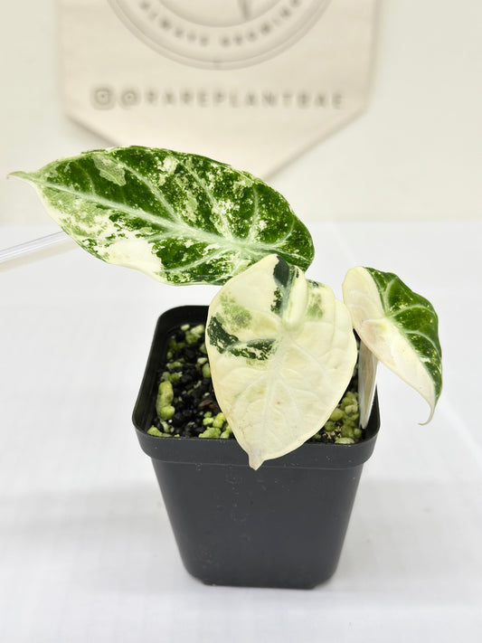 Alocasia Ninja variegated - albo