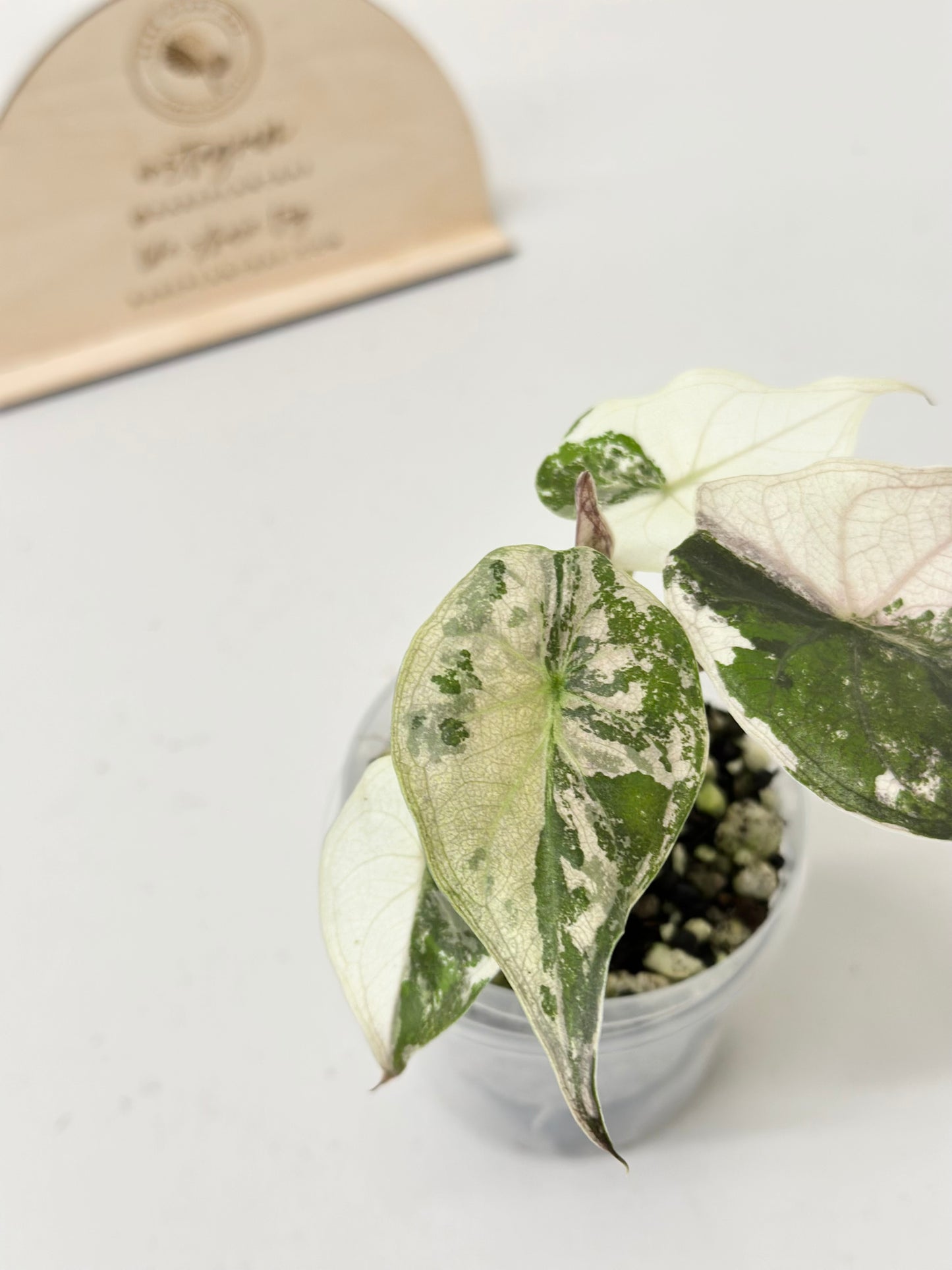 Alocasia Wentii variegated - pink/ albo (A8)