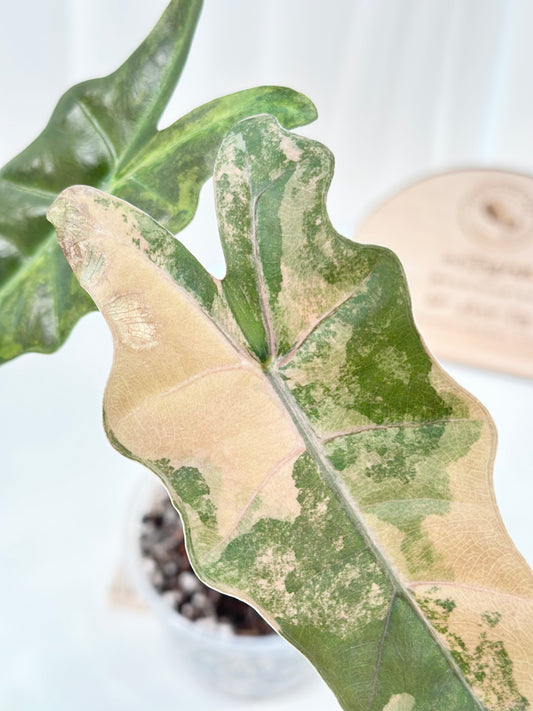 Alocasia Pseudo Sanderiana variegated - aurea