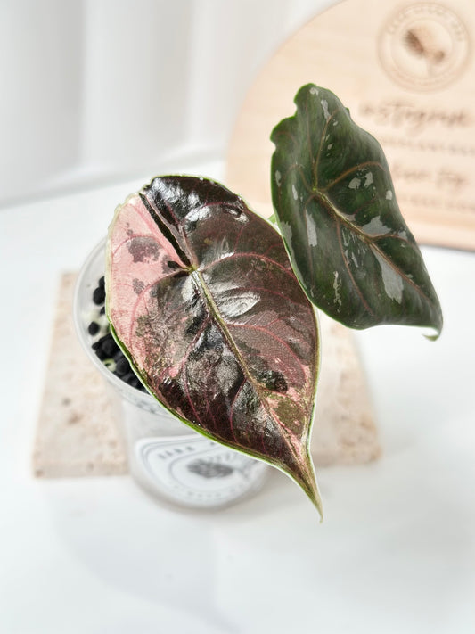 Alocasia Azlanii variegated - albo/pink