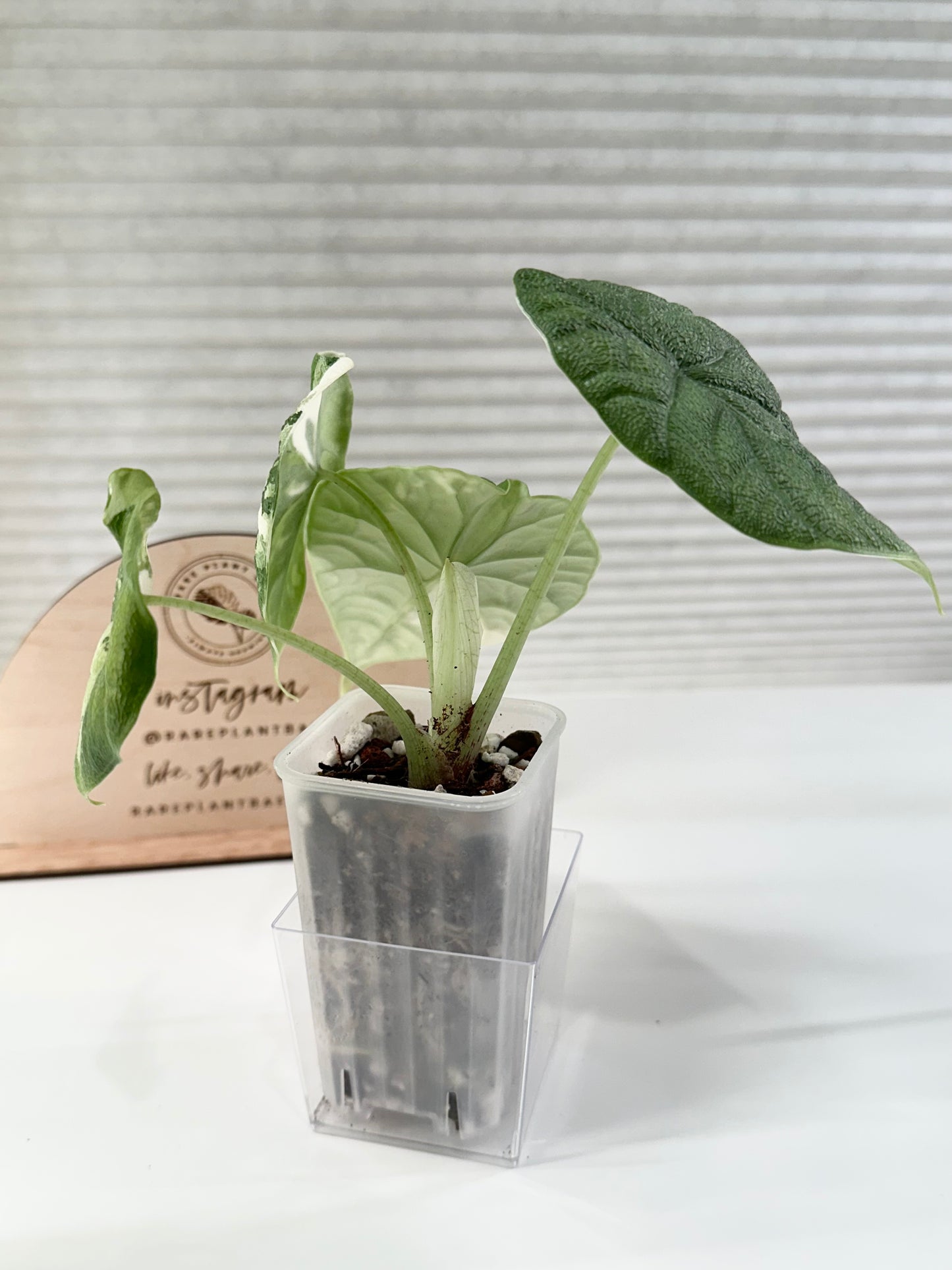 Alocasia Melo variegated - albo