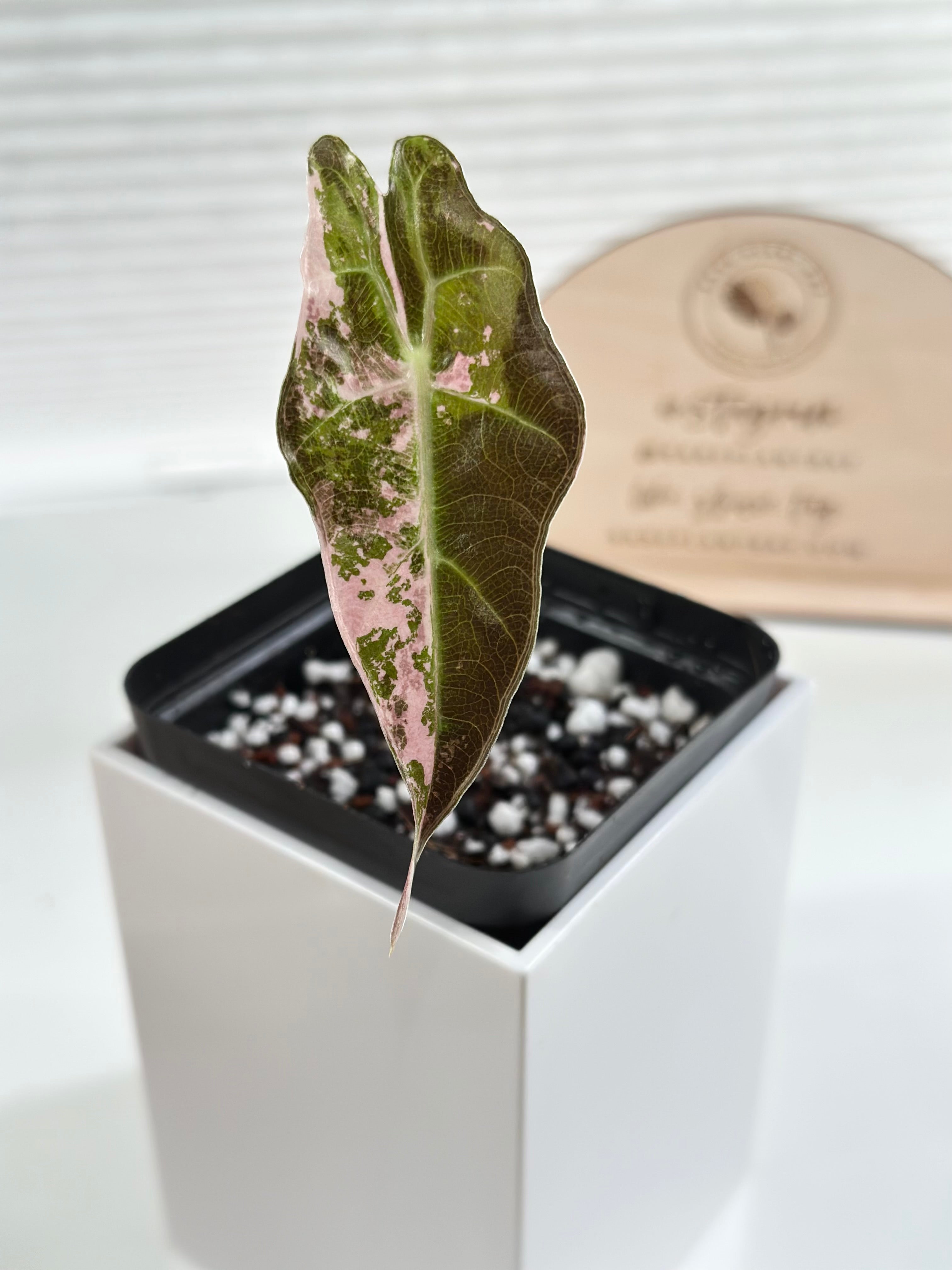 Products – Rare Plant Bae