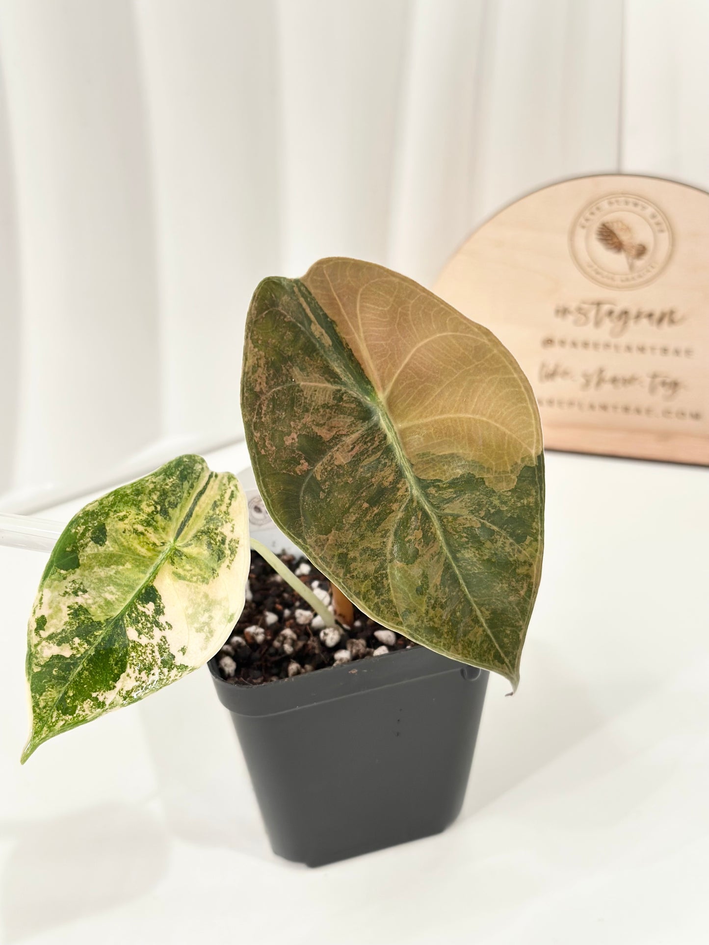 Alocasia Sedenii variegated - aurea