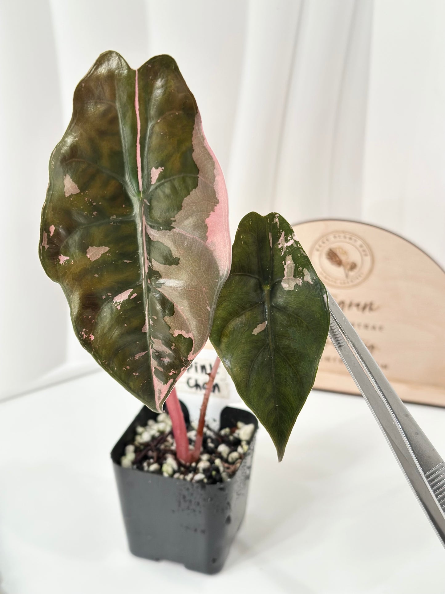 Alocasia Chantrieri Variegated - pink