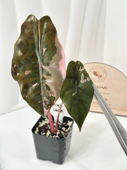 Alocasia Chantrieri Variegated - pink