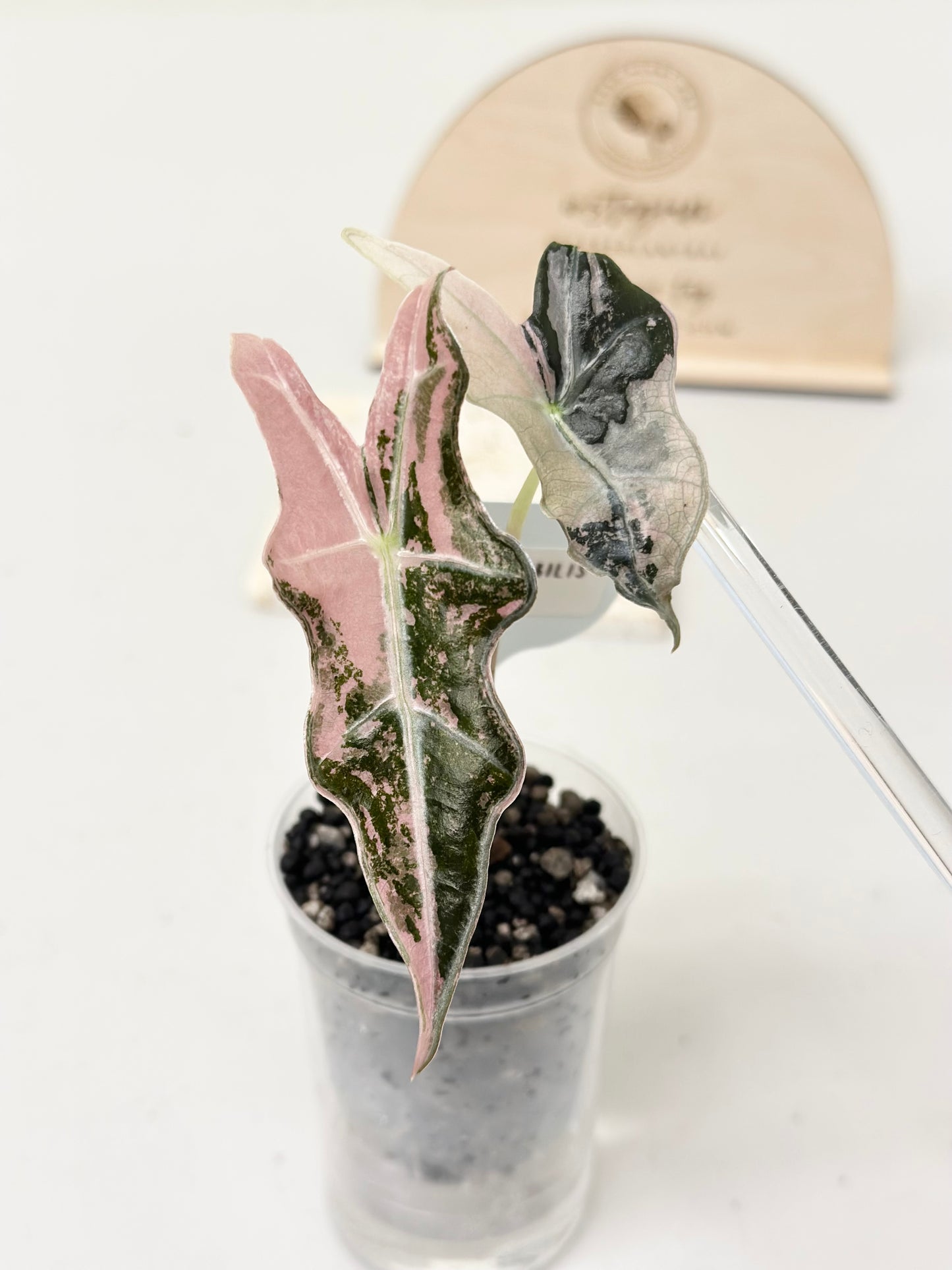 Alocasia Sanderiana "Nobilis K" Variegated - pink