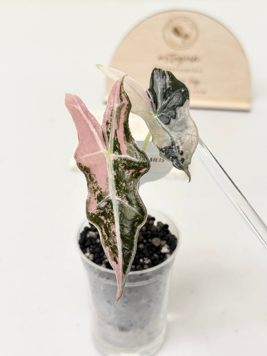 Alocasia Sanderiana "Nobilis K" Variegated - pink