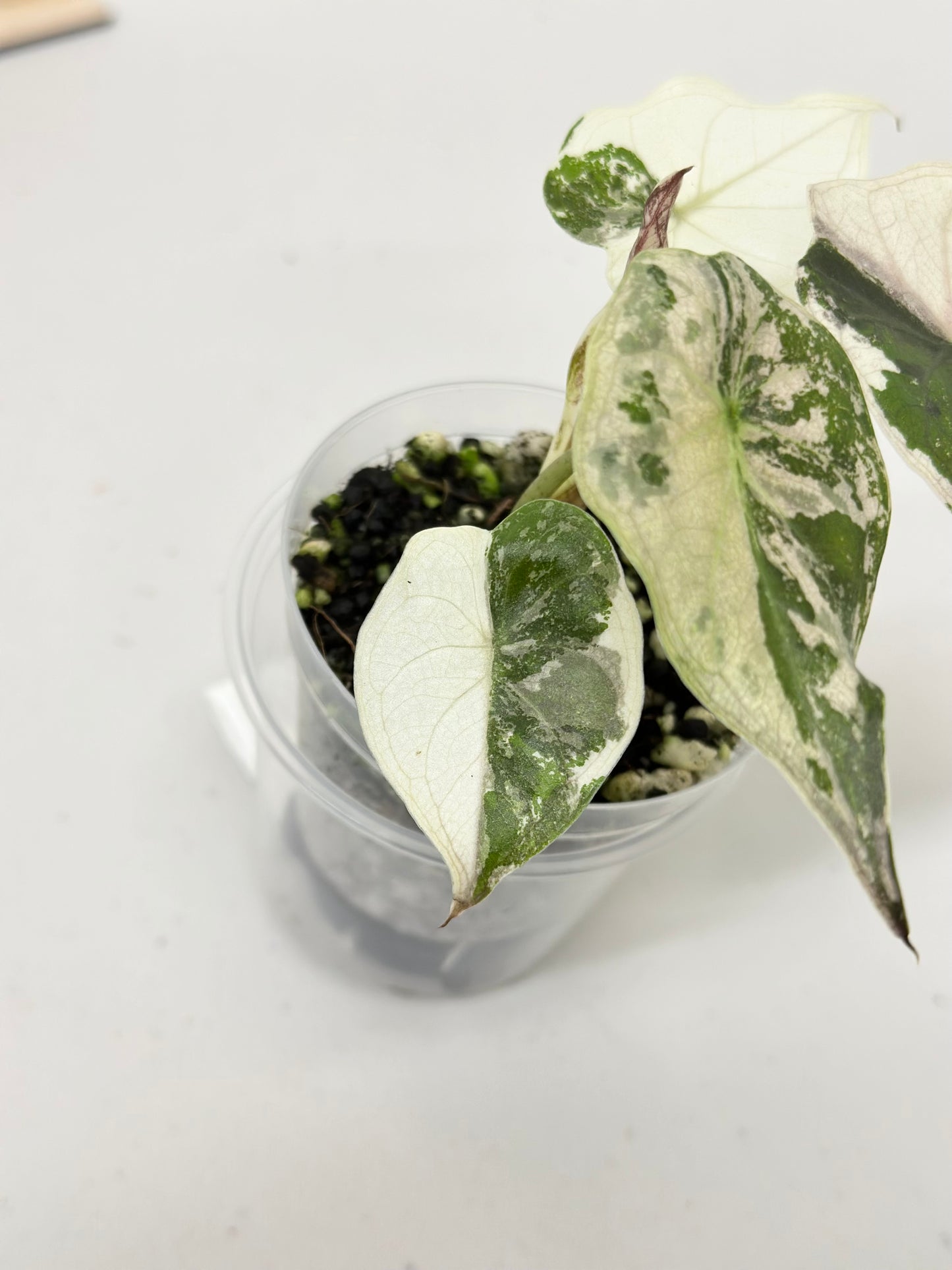 Alocasia Wentii variegated - pink/ albo (A8)