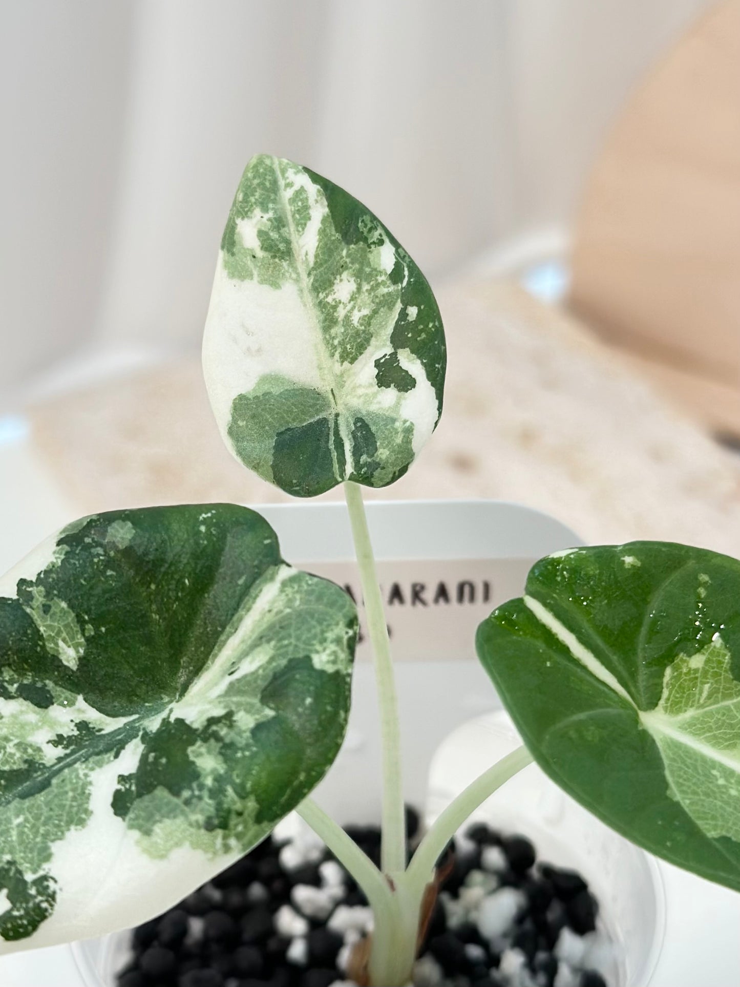 Alocasia Maharani variegated - albo